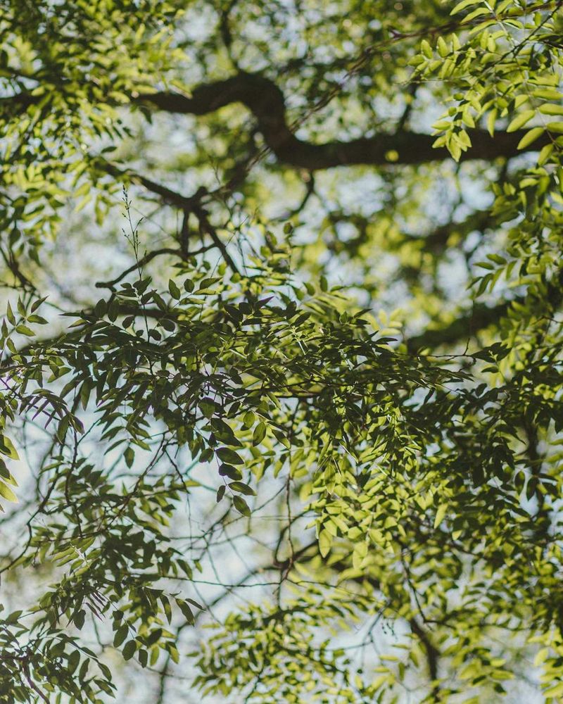 Abstract green leaves and soft light representing natural wellness