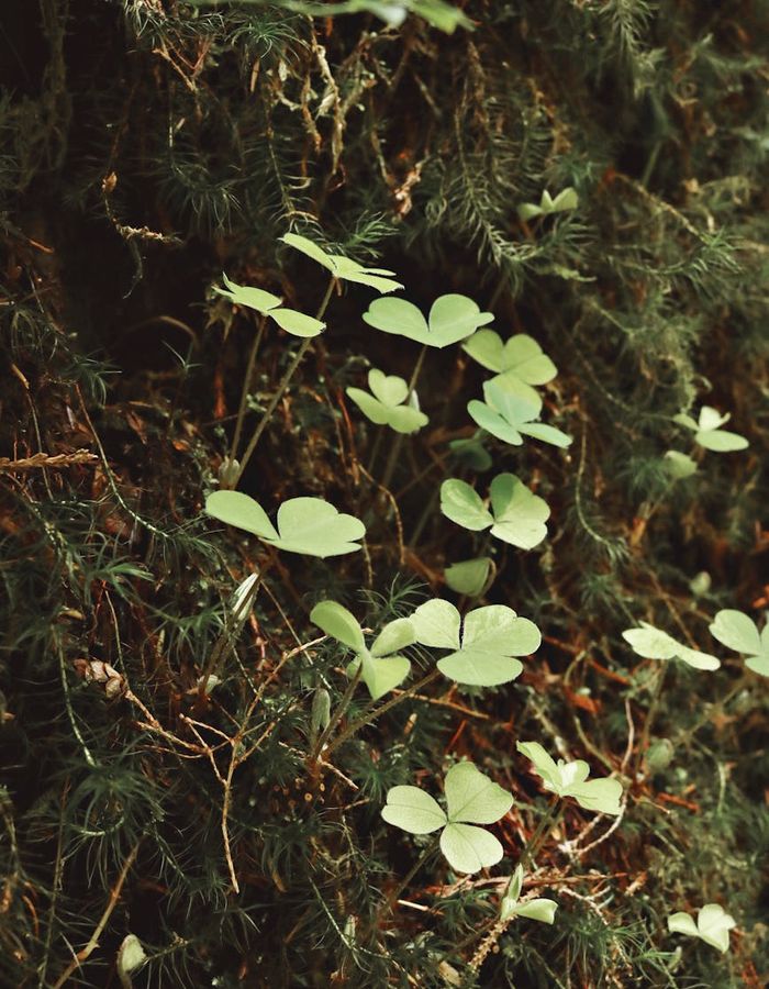 Fresh green nature composition representing vitality